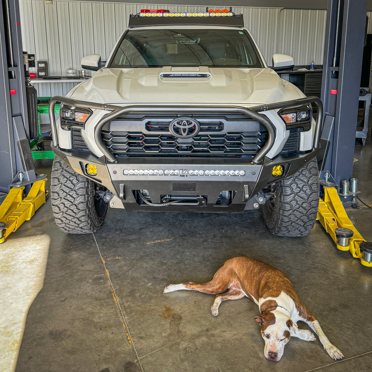 White Toyota Tacoma equipped with a C4 Overland bumper with full height bull bar and headlight hoops with a lazy dog in the foreground.